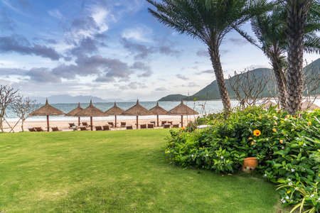grass coconut tree and beachのeditorial素材