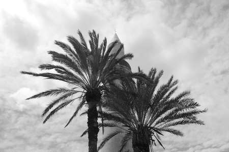 Mosque and palm treesの写真素材