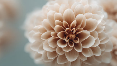 A stunning close-up of a delicate peach flower showcases its intricate layered petals, creating a beautiful composition perfect for nature-themed projects and designs.の素材