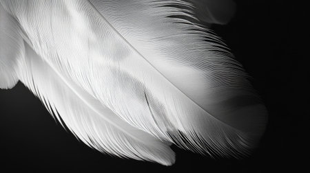Close-up of ethereal white feathers on a black background, a minimalist and elegant design with serene beautyの素材
