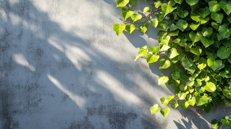 Soft shadows of tree leaves on a grey concrete wall outdoors, creating a minimal abstract backdrop for product presentation with natural light.の素材