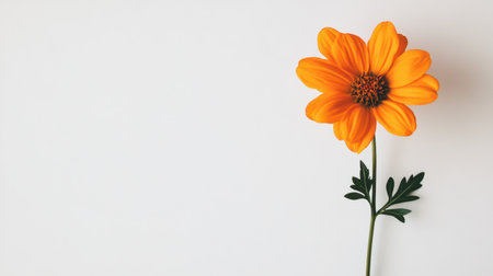 A vibrant orange daisy with vivid petals, standing alone against a crisp white background, creating a striking and beautiful contrast.の素材