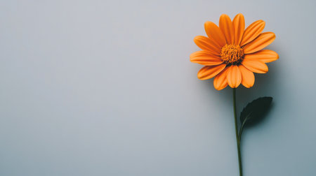 Single orange daisy in vivid detail, placed against a clean white background, offering a simple yet captivating visual.の素材
