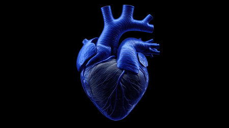 Detailed human heart illustration showing veins and arteries in blue tones, perfect for medical, healthcare, or educational content.の素材