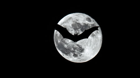 A single bat flying across the full moon, its dark shape framed by glowing moonlight in the quiet nightの素材