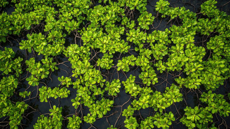 Aerial view of the mangrove forest dense network of roots and greenery in a coastal region, representing a crucial environmental ecosystem.の素材