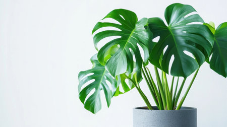 A large, lush Monstera deliciosa house plant in a modern gray pot, isolated on a white background, showcasing its iconic split leavesの素材