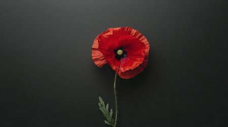 A stunning red poppy flower stands gracefully against a dark background, showcasing its delicate petals and intricate details in this minimalist composition.の素材