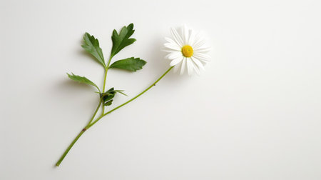 Single white daisy positioned flat with its stem and leaves splayed out on a clean white backgroundの素材