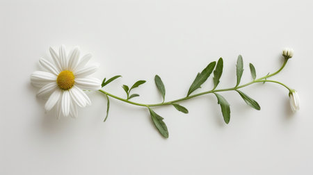 White daisy flower lying flat with its green stem and leaves spread out against a pristine white backdropの素材