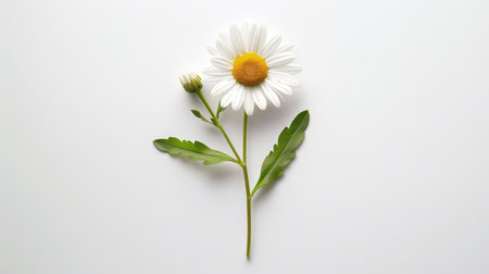 Flat-lay of a vibrant white daisy with its stem and leaves arranged elegantly on a white backgroundの素材