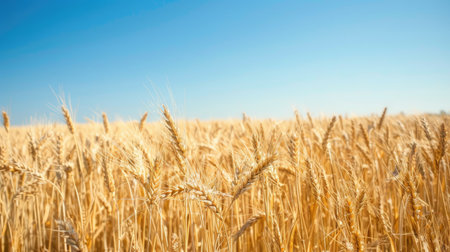 Scenic view of a wheat field stretching to the horizon, with a clear, cloudless sky, representing rural tranquility.の素材