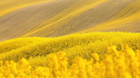 Fields of golden canola in bloom, illustrating crop diversity and agricultural landscapes.の素材