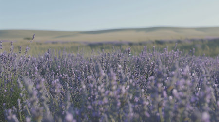Field of blooming lavender under a clear sky, representing agricultural diversity and natural beauty.の素材