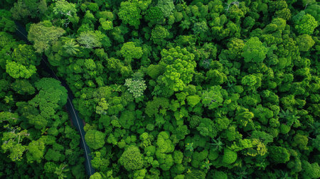 Aerial view of a road through dense green forest, focusing on nature ecosystem and environmental conservation.の素材