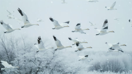 Flock of snow geese flying in formation over a snowy landscape, their white bodies blending with the winter sceneryの素材