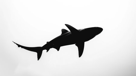 A silhouette of a shark in mid-swim, its fins and tail sharply contrasted against a white backgroundの素材