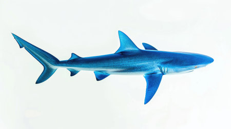 A vibrant blue shark swimming gracefully, its sleek form highlighted against a pristine white backgroundの素材