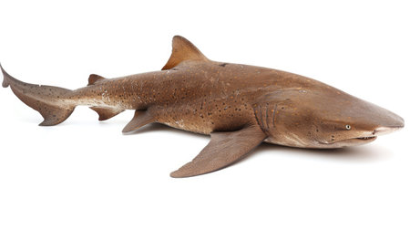 An image of a nurse shark resting, with its textured skin and unique features clearly visible against a white backgroundの素材