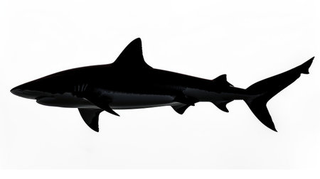 A silhouette of a shark in mid-swim, its fins and tail sharply contrasted against a white backgroundの素材