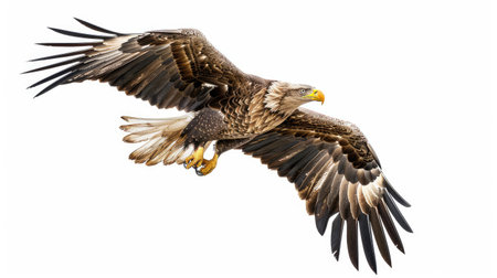 Side view of an eagle gliding with its sharp talons visible, set against a clean white background.の素材