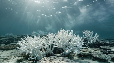 Coral reefs bleached and dying due to warming oceans, a poignant symbol of the ecological toll of global warming.の素材