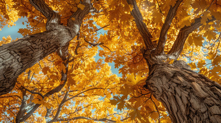 Golden leaves adorn majestic trees, capturing the essence of fall beautyの素材