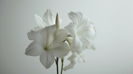 Minimalist composition of white flowers, highlighting their understated beauty and simplicityの素材