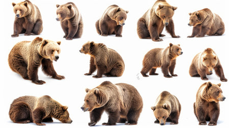 An array of bears displaying natural behaviors, from grooming to exploring, on a pure white background.の素材