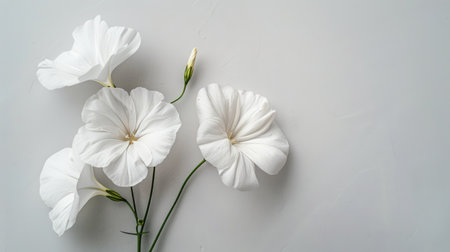 Minimalist composition of white flowers, highlighting their understated beauty and simplicityの素材