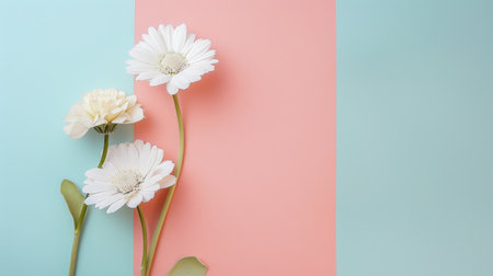 One to three white flowers laid on a pastel-colored floor, creating a tranquil and stylish background with room for text.の素材