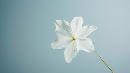 Minimalist composition featuring one white flower, symbolizing purity, grace, and the beauty of simplicity.の素材
