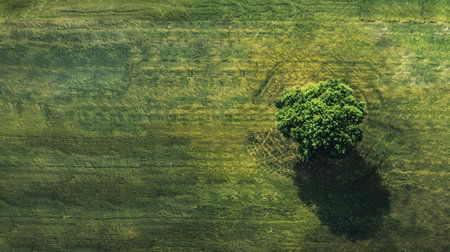 A powerful image of a tree growing in the center of a patchy, dry field, contrasting sharply with the vibrant green surroundings.の素材