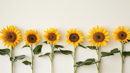 Sunflowers lined up in a row on a white background, highlighting their uniform beauty.の素材