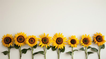Sunflowers lined up in a row on a white background, highlighting their uniform beauty.の素材
