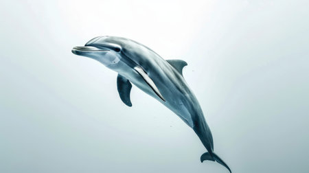 Elegant dolphin isolated on a white background, illustrating the grace and elegance of these beloved marine mammalsの素材