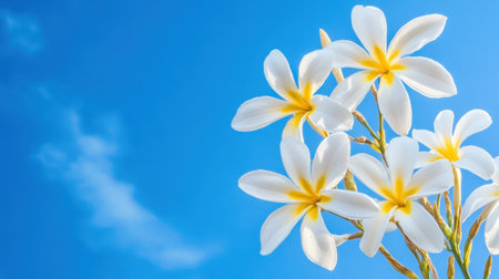 This image captures delicate white flowers with yellow centers against a clear blue sky, creating a serene and vibrant atmosphere perfect for nature-themed projects.の素材