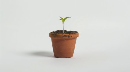 A small pot with a newly sprouted seedling, showcasing the potential for growth and renewal, set against a white backgroundの素材