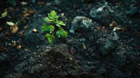 A tiny tree sapling with bright green leaves, standing tall amidst rich, dark soil, capturing the essence of new beginnings in natureの素材