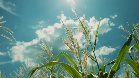 A close-up of corn plants with tassels reaching up towards a blue sky, emphasizing the healthy growth in a rural cornfieldの素材