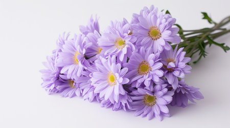 A bunch of lavender daisies creating a soft, pastel display against a white backgroundの素材