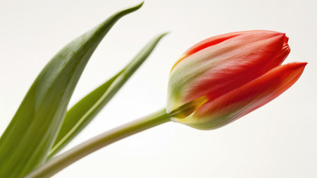 A close-up of a red tulip bud just beginning to bloom, with delicate petals unfolding against a white backgroundの素材