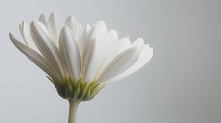 A close-up of a white daisy bud just beginning to bloom, with delicate petals unfolding against a white backgroundの素材