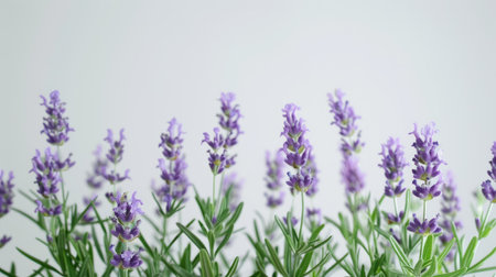A cluster of lavender flowers with vibrant green stems and leaves, sharply contrasting with a white backgroundの素材