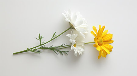 A romantic image of two intertwined daisies, one white and one yellow, against a plain white backdropの素材