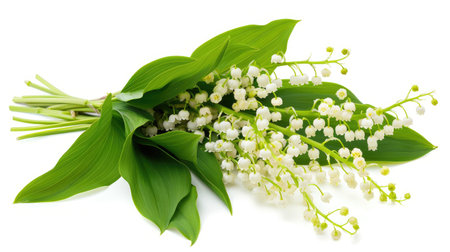 A cluster of lily of the valley flowers with vibrant green leaves, elegantly arranged against a white backgroundの素材