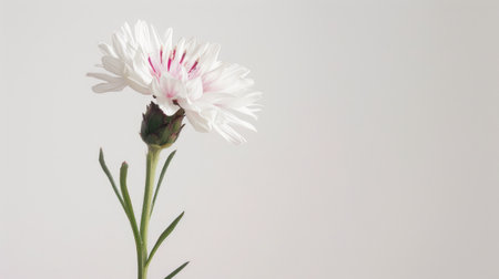 A single white cornflower with pink-tipped petals, standing out against a completely white backgroundの素材
