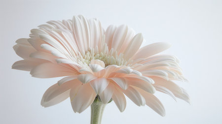 A delicate daisy with a mix of white and pale pink petals, softly highlighted against a white backgroundの素材