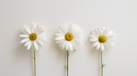 A minimalist arrangement of three white daisies, evenly spaced against a white backgroundの素材
