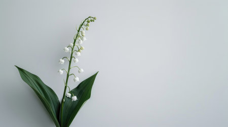 A single stem of delicate lily of the valley flowers with green leaves, standing out against a clean white backgroundの素材